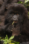 MOUNTAIN GORILLAS OF RWANDA